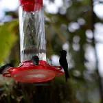 Casa Colibri Campestre