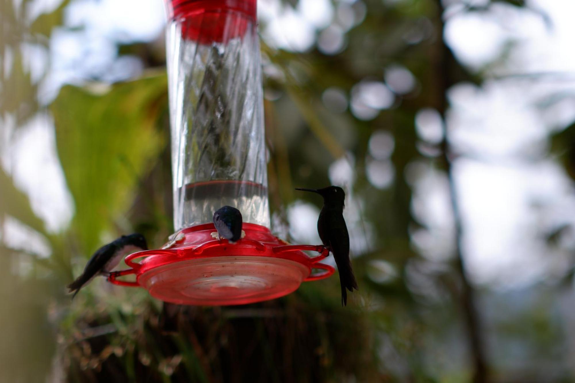 Casa Colibri Campestre * Bucaramanga