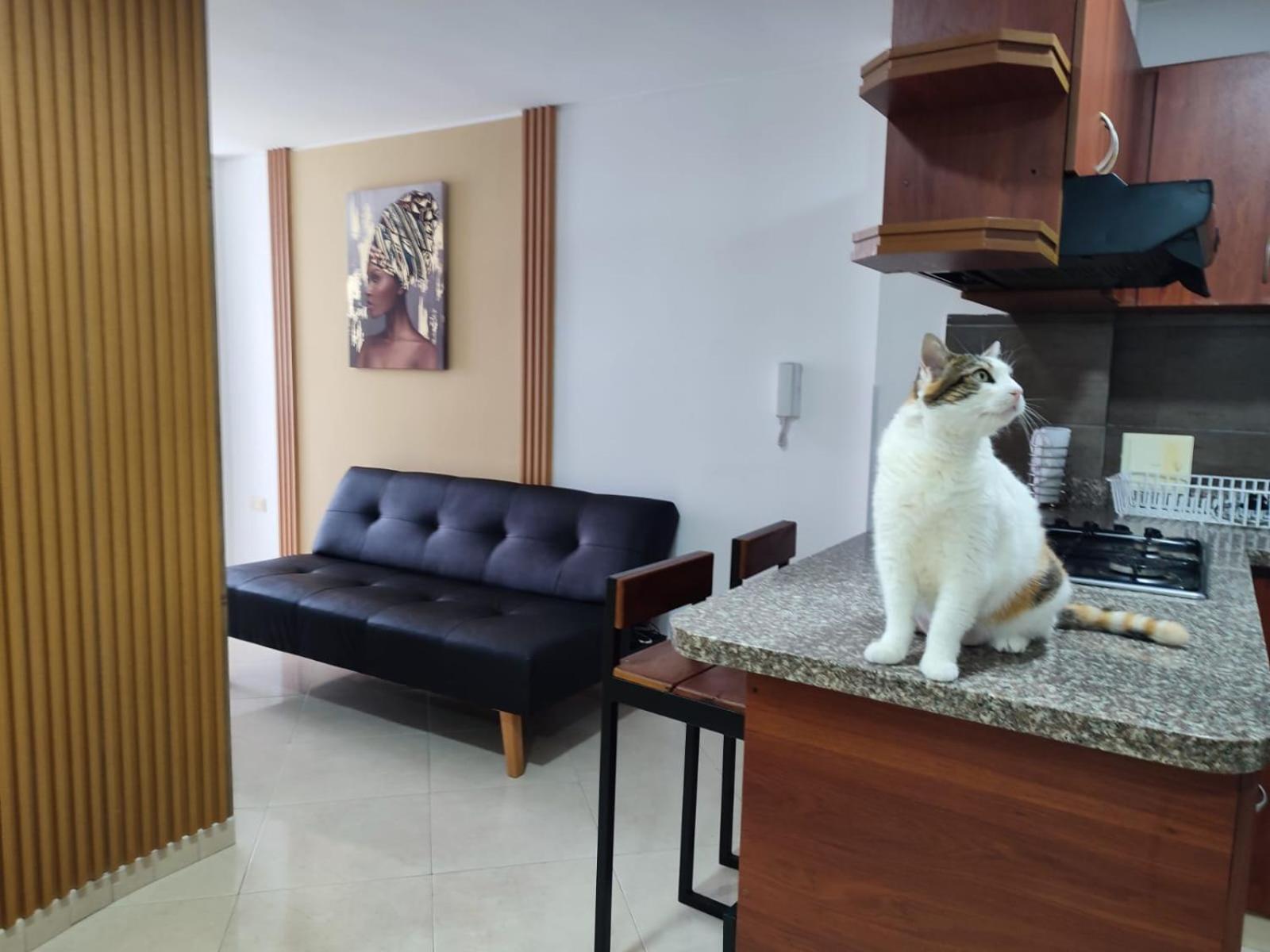 Apartment Elegante E Innovador En San Alonso